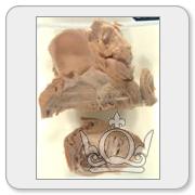 A random specimen from the collection. You will need to register and login to get details and view higher resolution images.