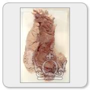 A random specimen from the collection. You will need to register and login to get details and view higher resolution images.